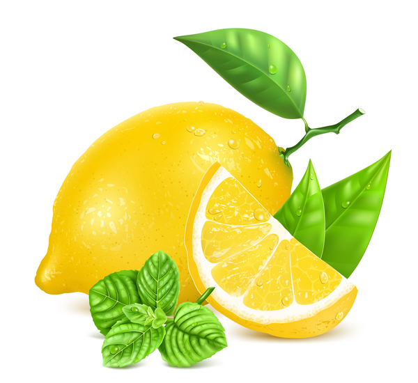 600x550 Fresh Lemon Vector Illustration Free Download