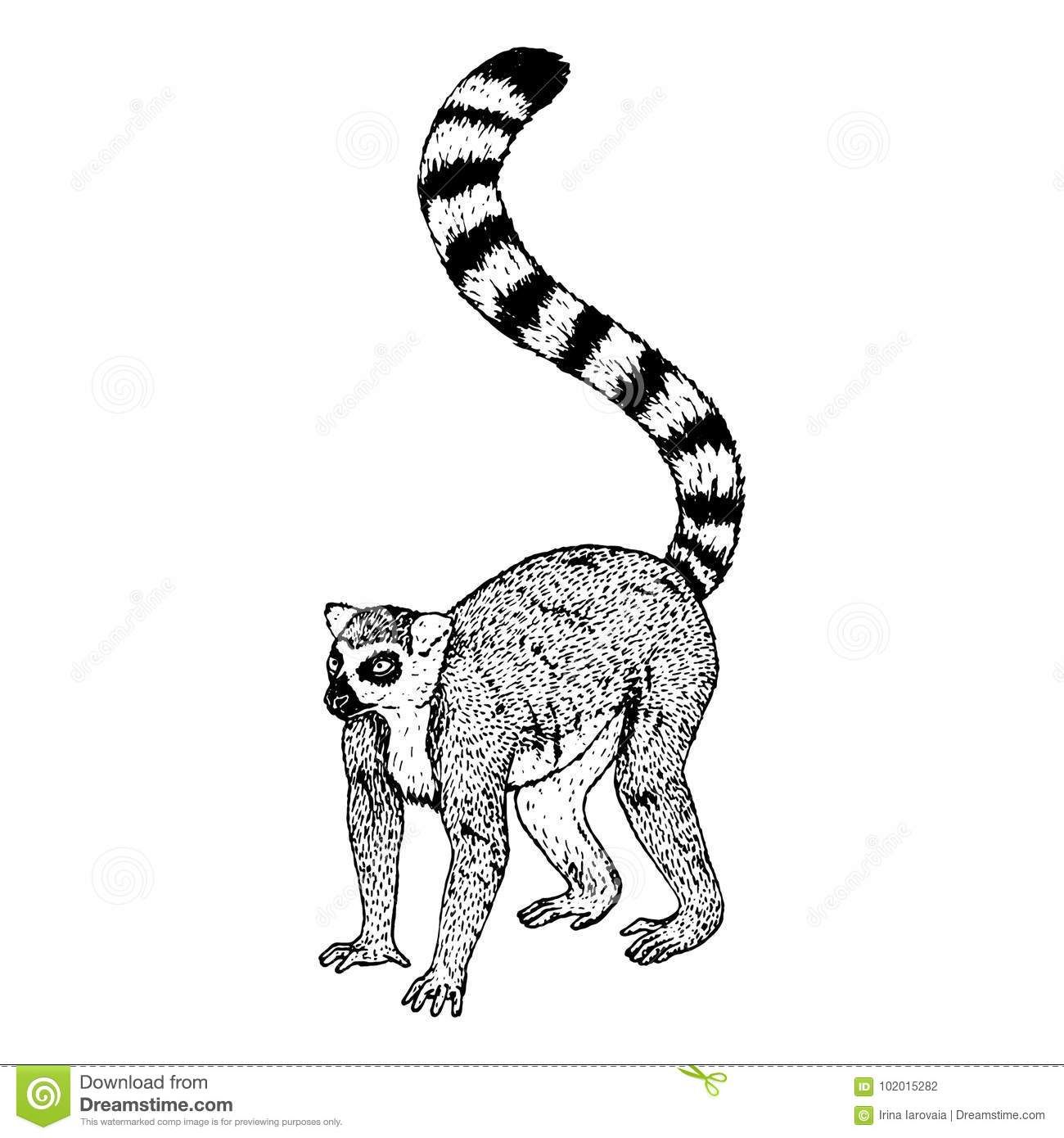 Hand Drawn Lemur Vector Sketch Art Ideas Inspiration 1300x1390 Hand Drawn Lemur Vector Sketch Art Ideas Inspiration