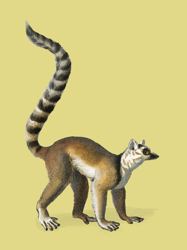 Lemur Vector Free Download 626x834 Lemur Vector Free Download