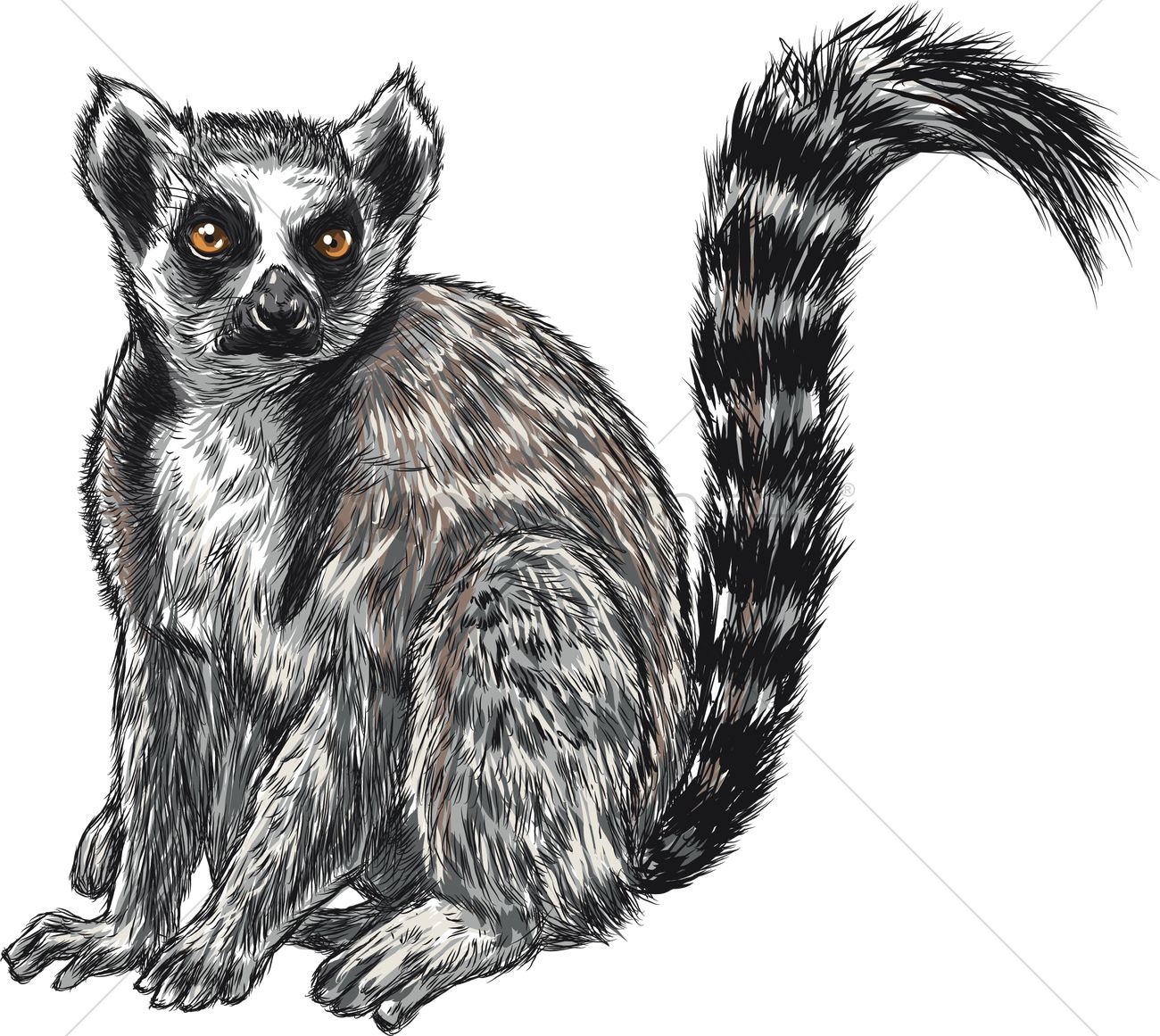 Lemur Vector Image 1300x1161 Lemur Vector Image