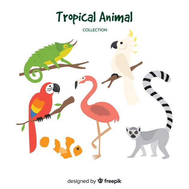 Lemur Vectors, Photos And Free Download 626x626 Lemur Vectors, Photos And Free Download