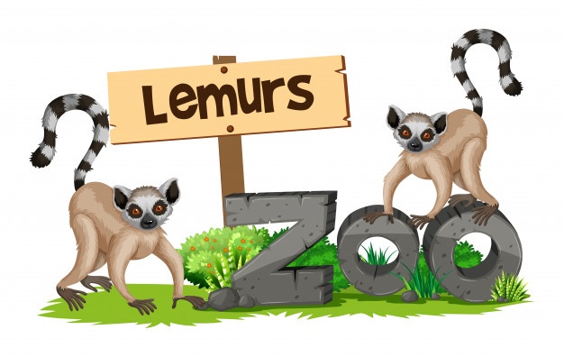 Lemurs Vectors, Photos And Free Download 626x396 Lemurs Vectors, Photos And Free Download