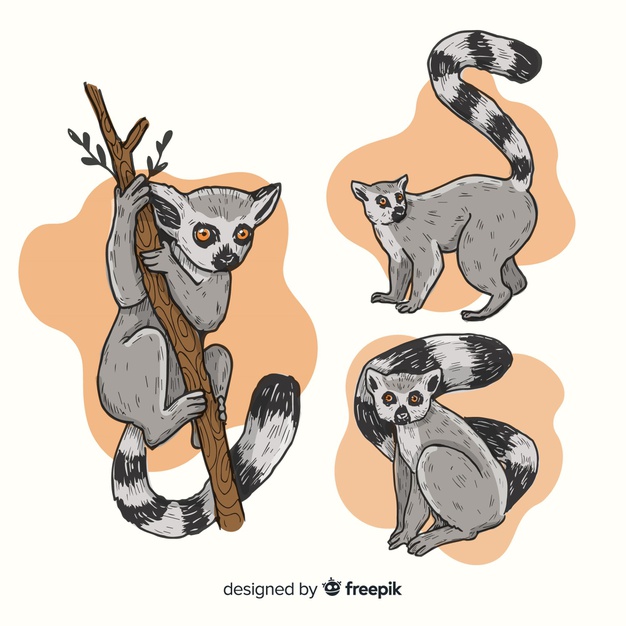 Pack Of Hand Drawn Lemur Vector Free Download 626x626 Pack Of Hand Drawn Lemur Vector Free Download