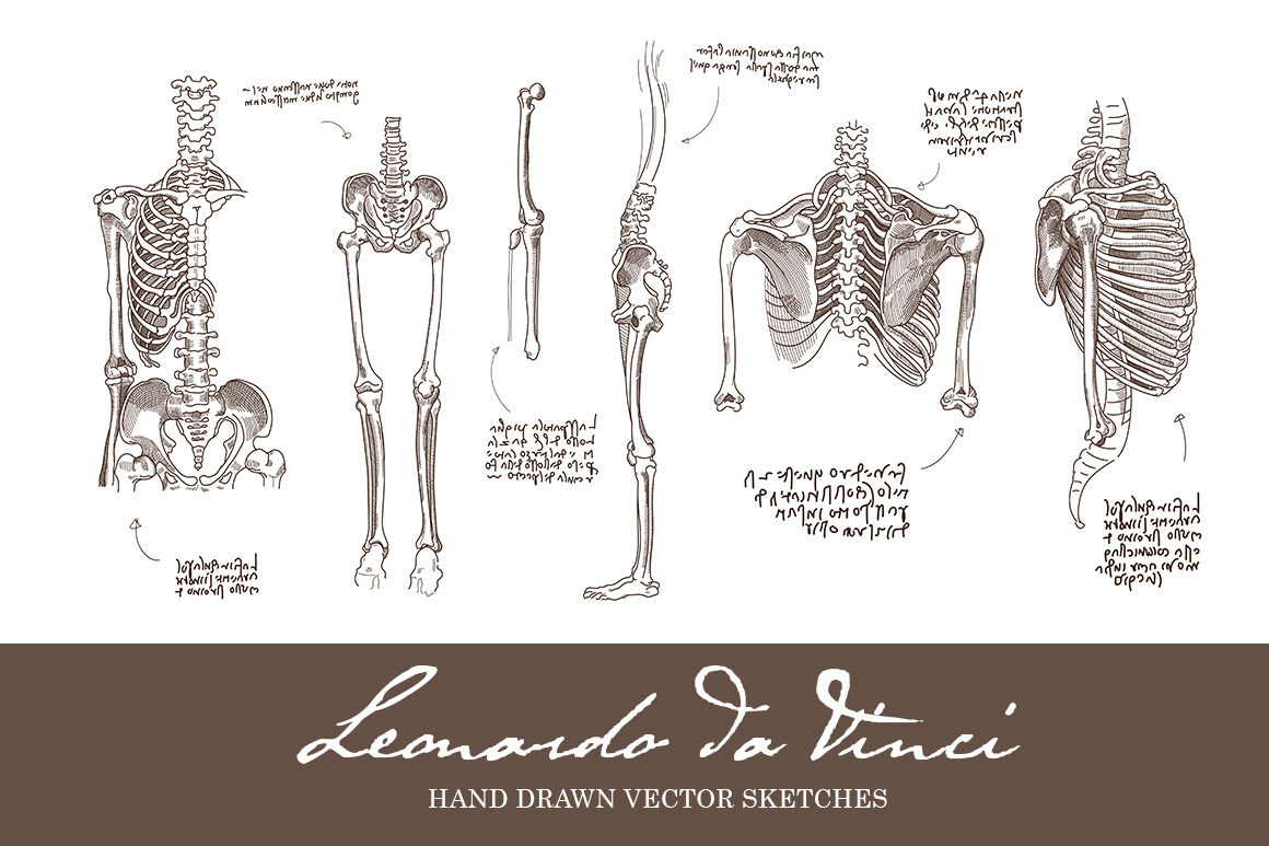 1160x773 Leonardo Da Vinci Vector Sketches