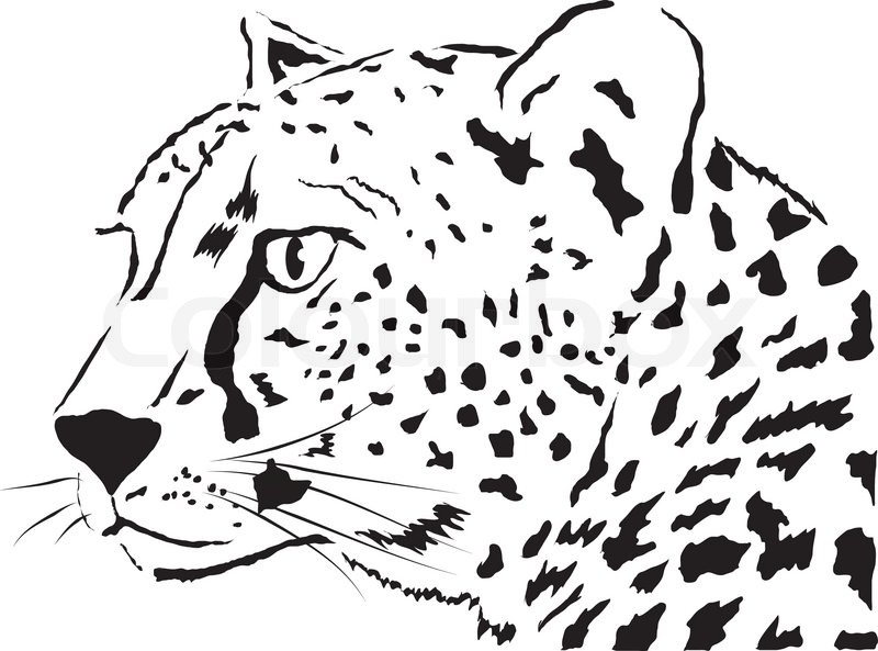 Abstract Face Leopard Nature Animals Stock Vector Colourbox 800x593 Abstract Face Leopard Nature Animals Stock Vector Colourbox