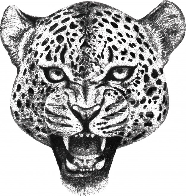 Hand Drawn Portrait Of Roaring Leopard Head Vector Premium Download 626x661 Hand Drawn Portrait Of Roaring Leopard Head Vector Premium Download