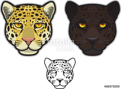 Jaguar Or Leopard Face Stock Image And Royalty Free Vector 500x367 Jaguar Or Leopard Face Stock Image And Royalty Free Vector