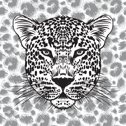 Leopard Face Tattoovector Illustration, Print Stock Vectors 416x416 Leopard Face Tattoovector Illustration, Print Stock Vectors