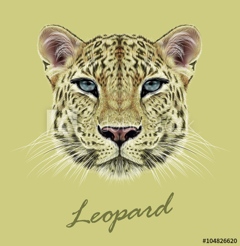 Leopard Animal Face Vector African, Asian Wild Cat Head Portrait 487x500 Leopard Animal Face Vector African, Asian Wild Cat Head Portrait