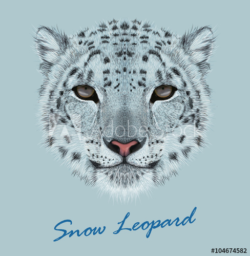 Snow Leopard Animal Cute Face Vector Asian Irbis Head Portrait 488x500 Snow Leopard Animal Cute Face Vector Asian Irbis Head Portrait