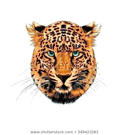 Leopard Face Drawing 450x470 Leopard Face Drawing