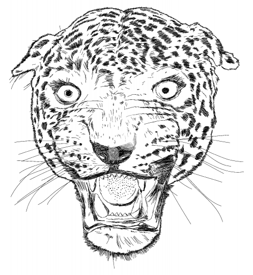Detailed Leopard Face Vector Illustration 497x540 Detailed Leopard Face Vector Illustration