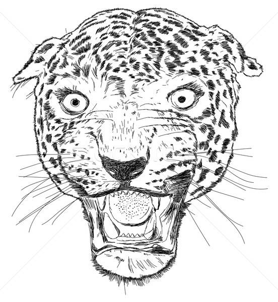 Detailed Leopard Face Vector Illustration 552x600 Detailed Leopard Face Vector Illustration