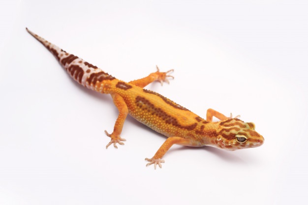 626x417 Gecko Vectors, Photos And Free Download