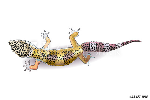 500x334 Leopard Gecko