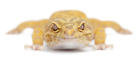 533x240 Aptor Leopard Gecko Photos, Royalty Free Images, Graphics