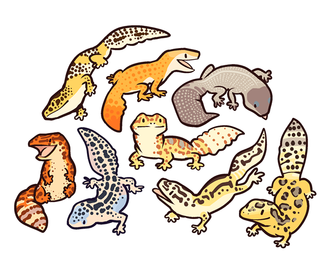 Leopard Gecko Vector at Vectorified.com | Collection of Leopard Gecko