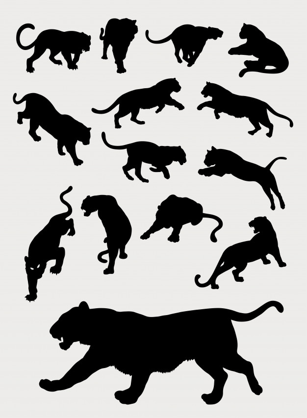 Tiger, Panther, Leopard, Gesture Silhouettes Vector Premium Download 626x853 Tiger, Panther, Leopard, Gesture Silhouettes Vector Premium Download