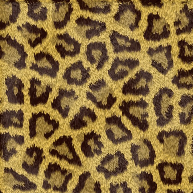 626x626 Leopard Vectors, Photos And Free Download