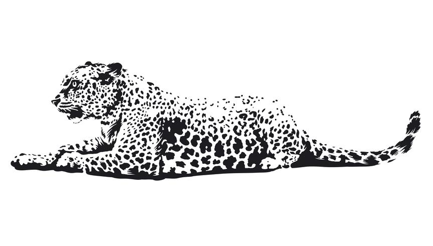 863x490 Leopard Vector Art