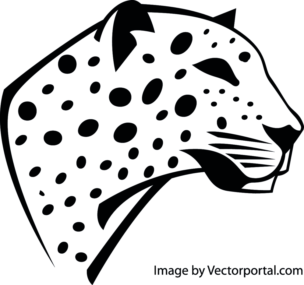 998x936 Leopard Vector Image Freevectors