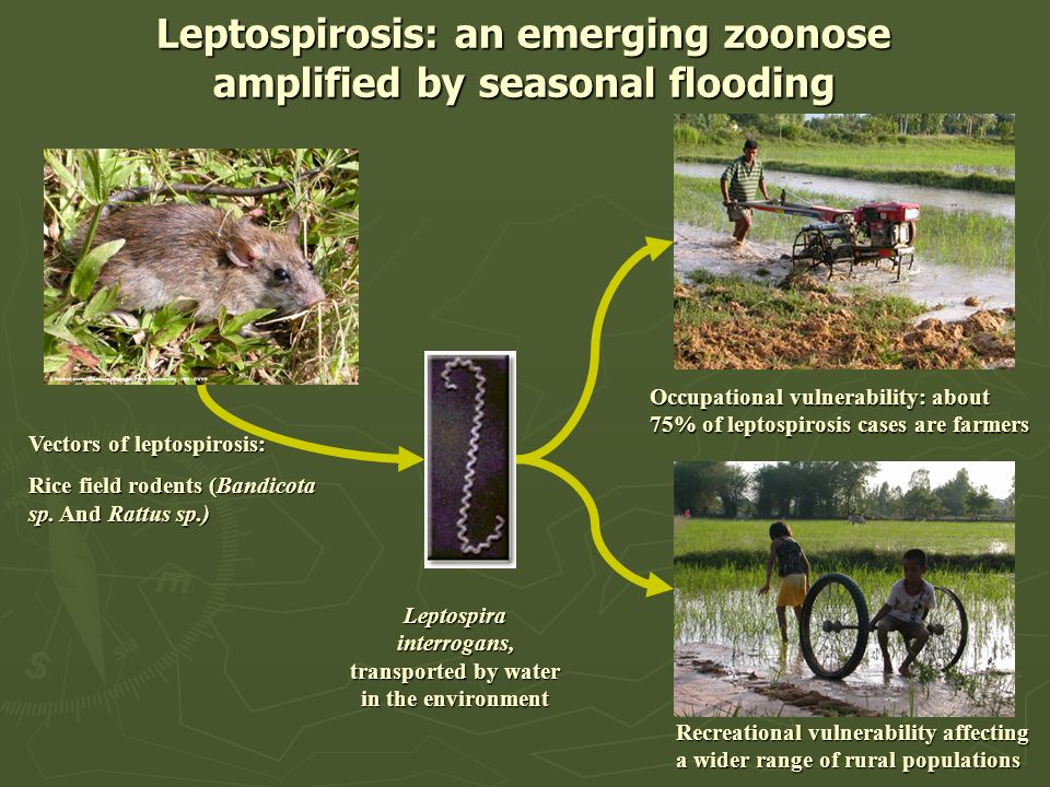 960x720 Leptospirosis