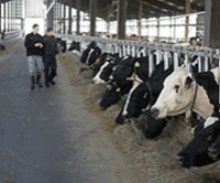 200x166 Leptospira Canicola Zoetis Us