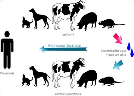 445x317 Leptospirosis Una En Aumento