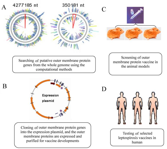 685x613 Leptospirosis Vaccines Microbial Cell Factories Full Text