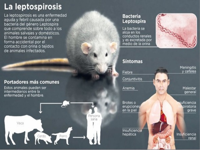 638x479 Leptospirosis