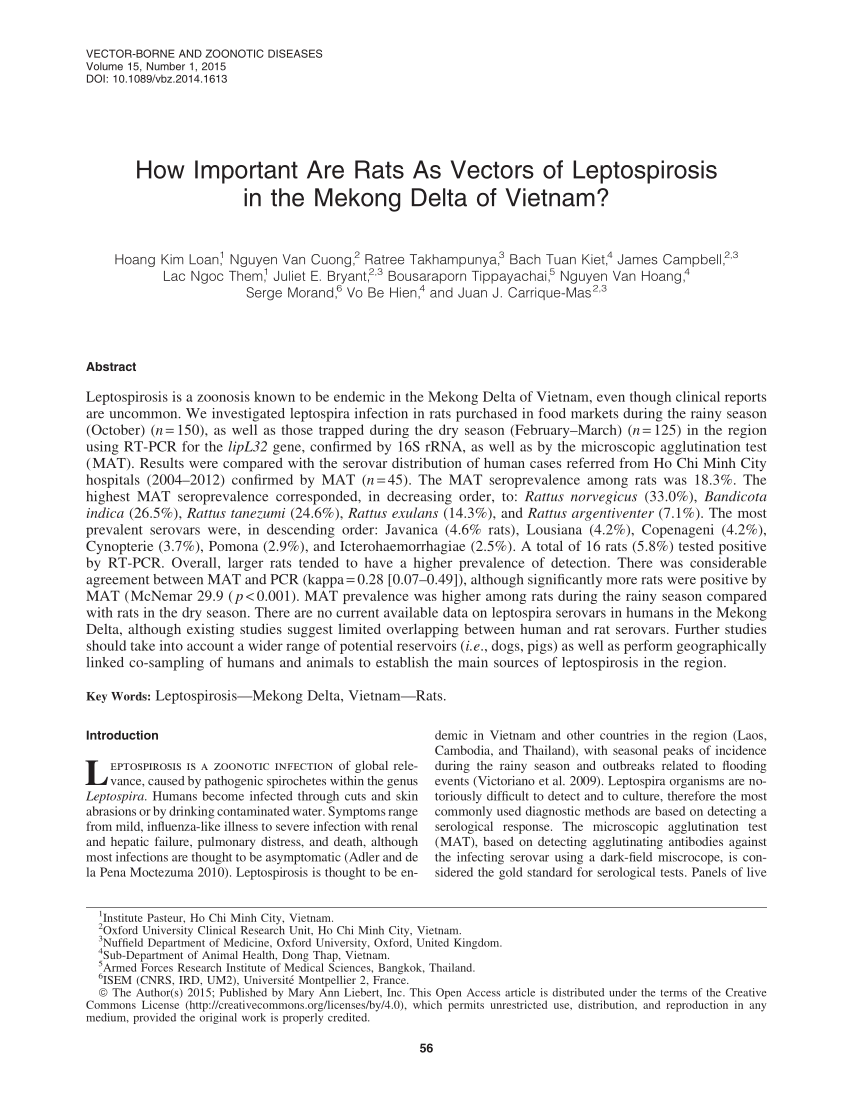 850x1100 Pdf How Important Are Rats As Vectors Of Leptospirosis