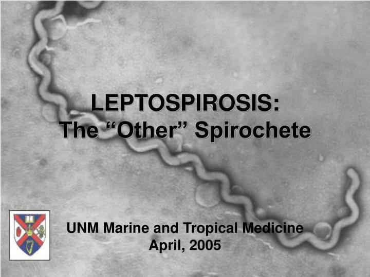 Leptospirosis Vector at Vectorified.com | Collection of Leptospirosis