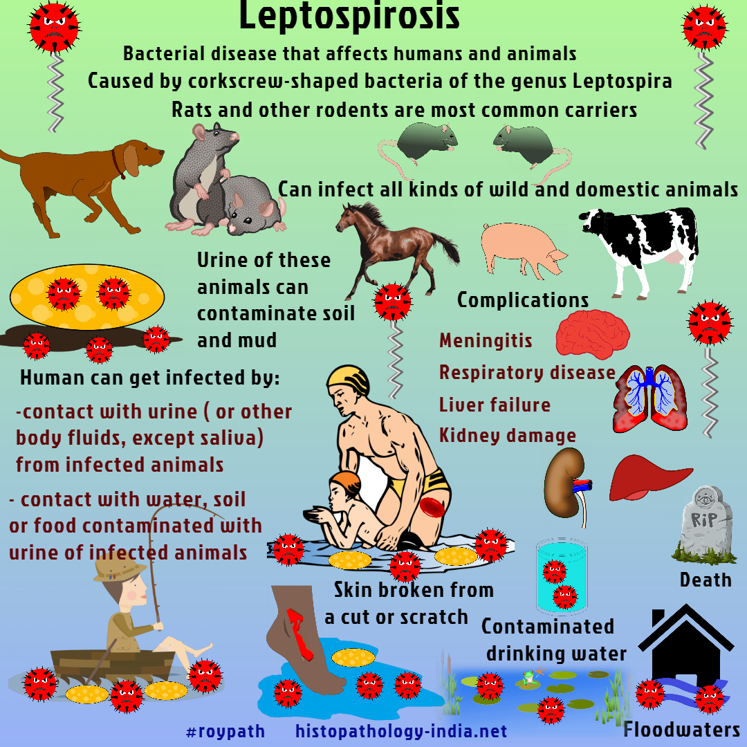 Leptospirosis Vector at Vectorified.com | Collection of Leptospirosis