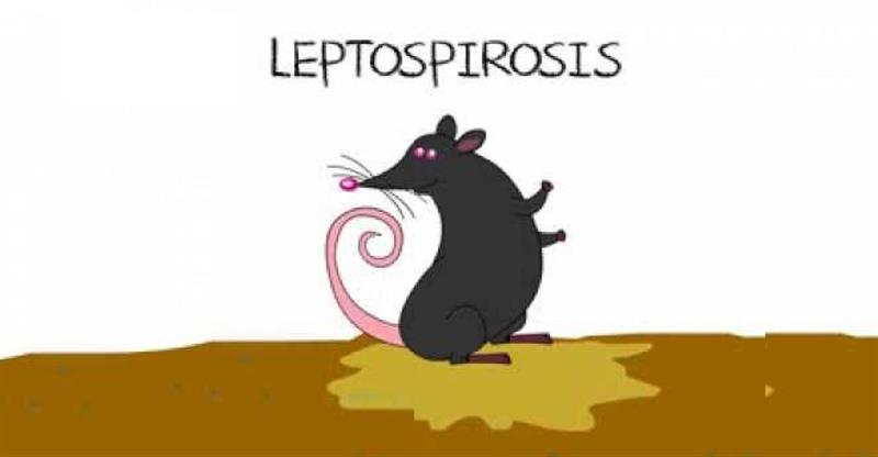 800x416 Environmental Health Unit Focuses On Leptospirosis St Lucia