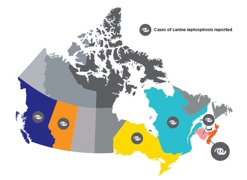 853x620 Lepto Zoetis Ca