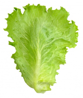 287x338 Cliparts For Free Download Cabbage Clipart Lettuce Garden