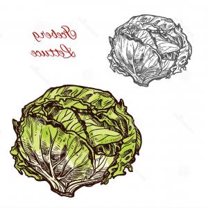 300x300 Green Iceberg Lettuce Vegetable Vector Sketch Botanical Design