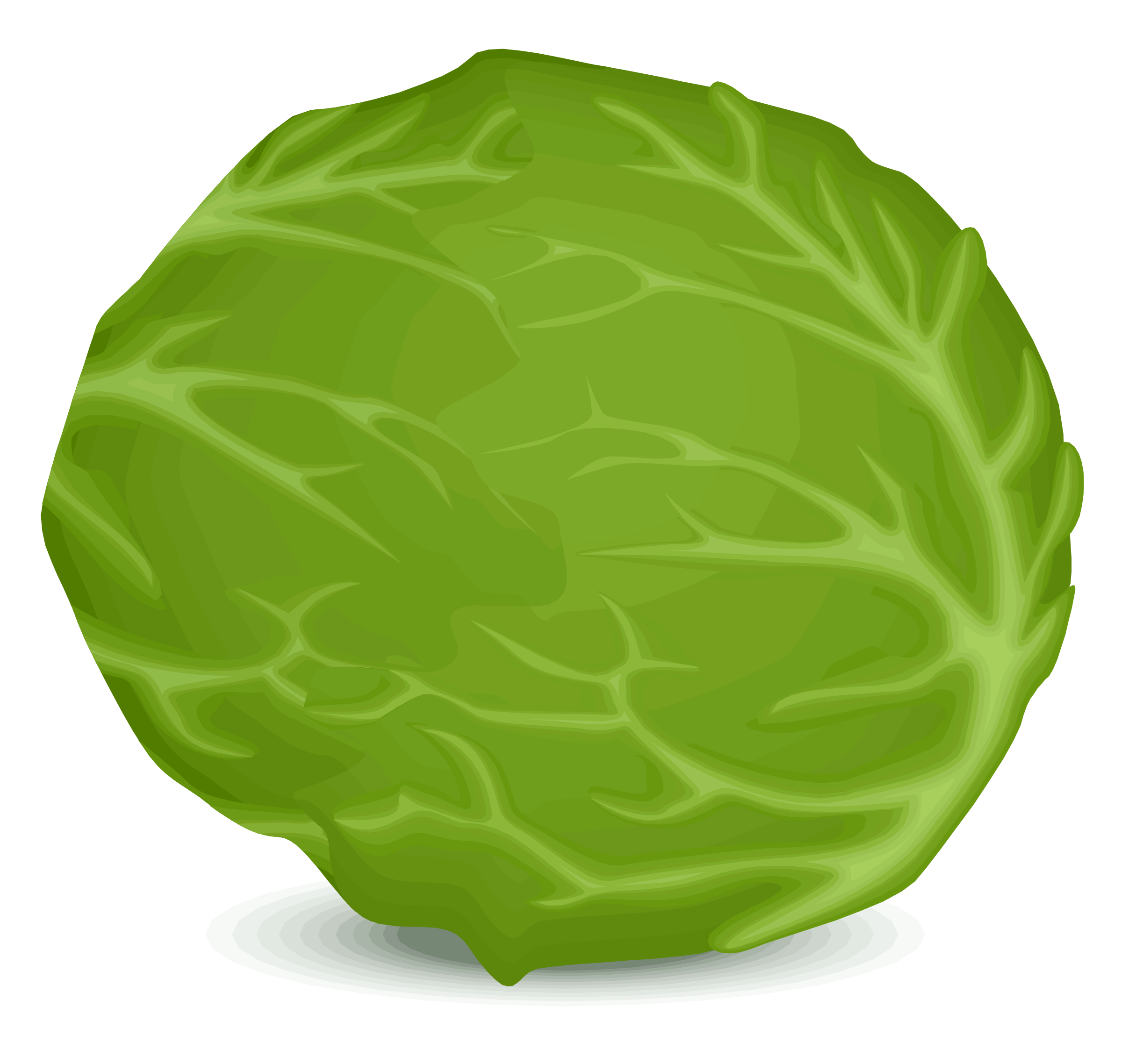 2400x2277 Iceberg Lettuce Vector Clipart Image