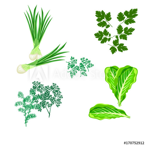 500x500 Leafy Green Vegetables Icon Set Onion, Dill, Parsley, Lettuce