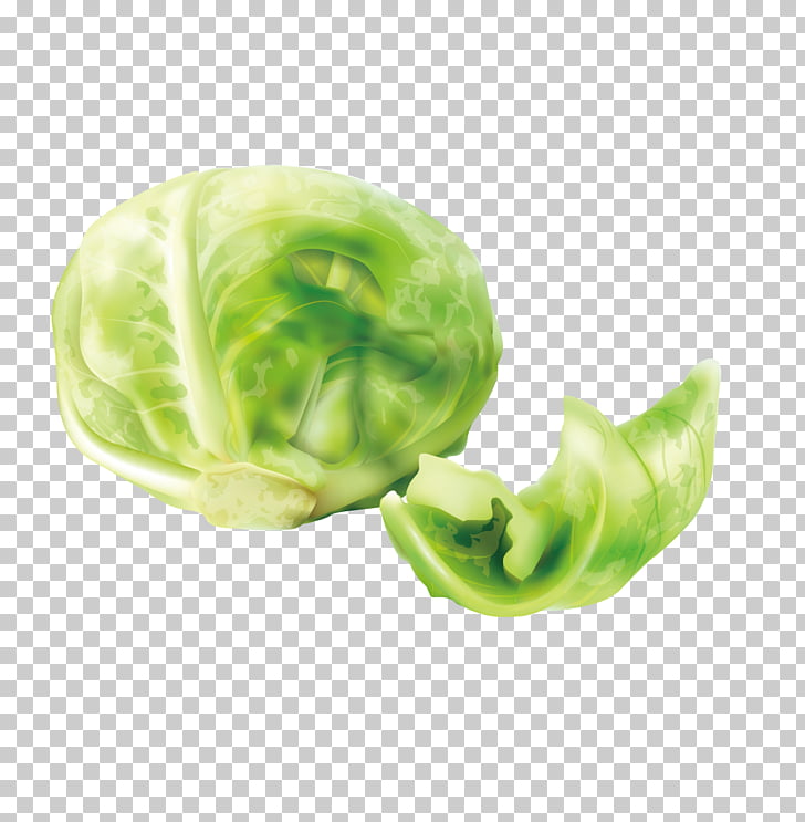 728x743 Lettuce Vector Png Cliparts For Free Download Uihere