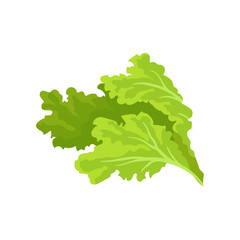 240x240 Lettuce Vector Photos, Royalty Free Images, Graphics, Vectors