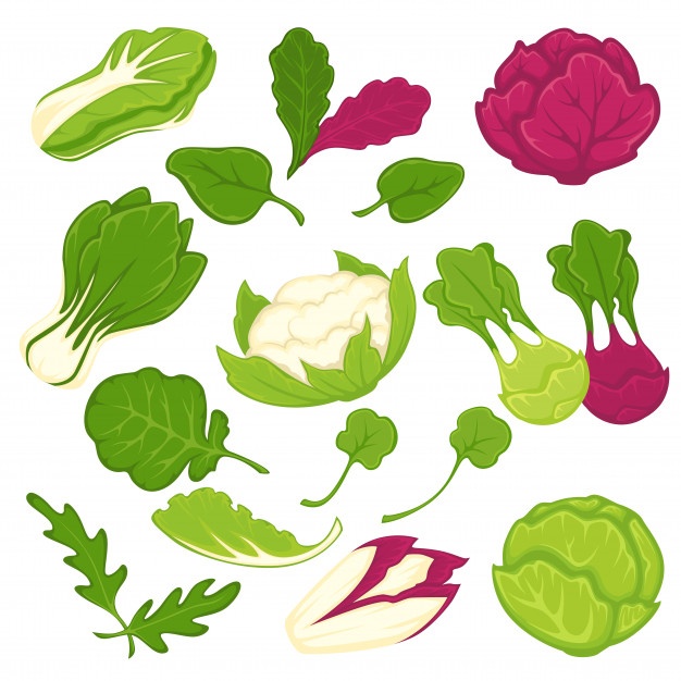 626x626 Lettuce Vectors, Photos And Free Download