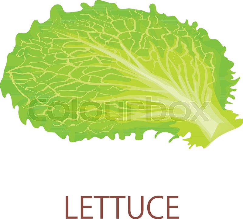 800x720 Lettuce Icon Isometric Illustration Stock Vector Colourbox