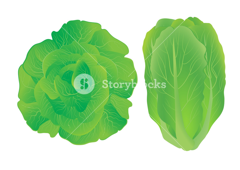 1000x709 Lettuce Vector Illustration Royalty Free Stock Image