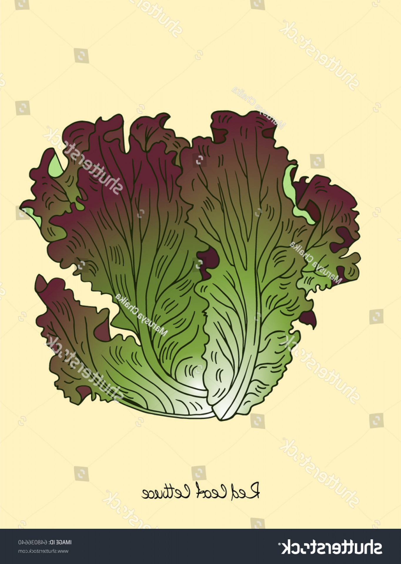 1364x1920 Red Leaf Lettuce Vector Illustration Engraved Hoodamathrun