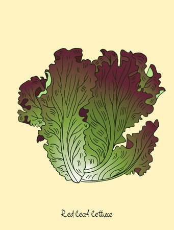 341x450 Red Leaf Lettuce Vector Illustration In Engraved Style