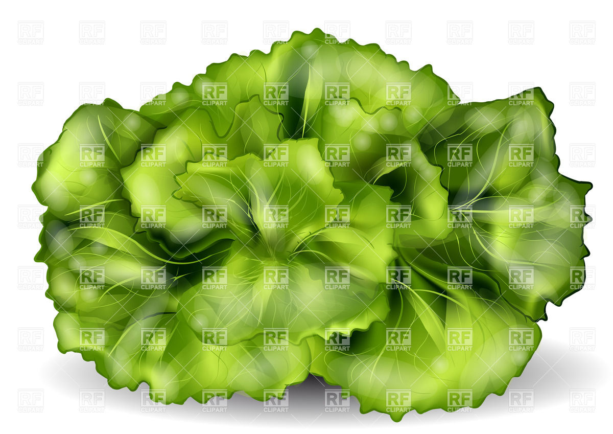 1200x849 Stack Of Lettuce Vector Image Of Food And Beverages Arkela