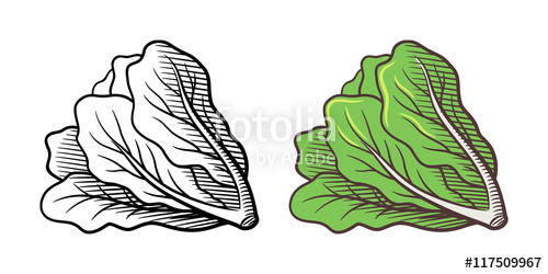 500x250 Stylized Illustration Of Lettuce Vector, Isolated On White