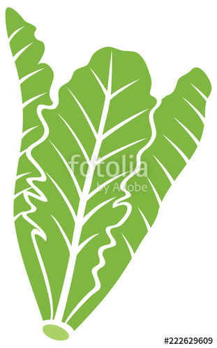 311x500 Lettuce Vector Icon Stock Image And Royalty Free Vector