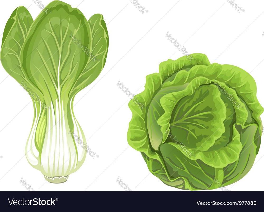 1000x803 Best Free Lettuce Vector Image